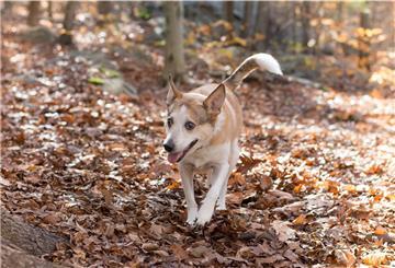 Ein Hund läuft durch ein Waldstück