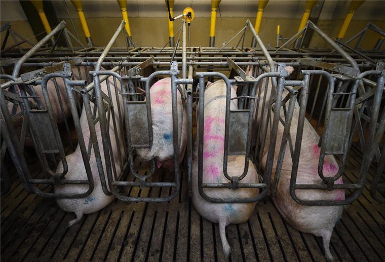 Sauen sitzen in einem Schweinestall in engen Boxen auf dem Spaltenboden.