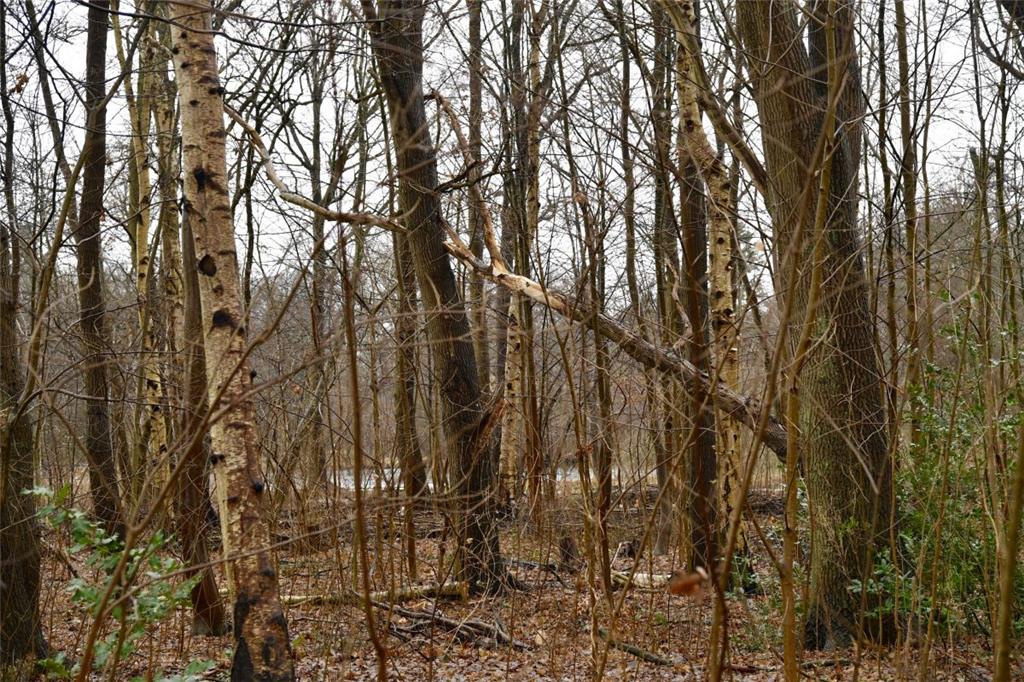 Schäden blieben aber weitgehend aus. Höchstens ein paar Bäume wie hier im Speckenbütteler Park knickten um.