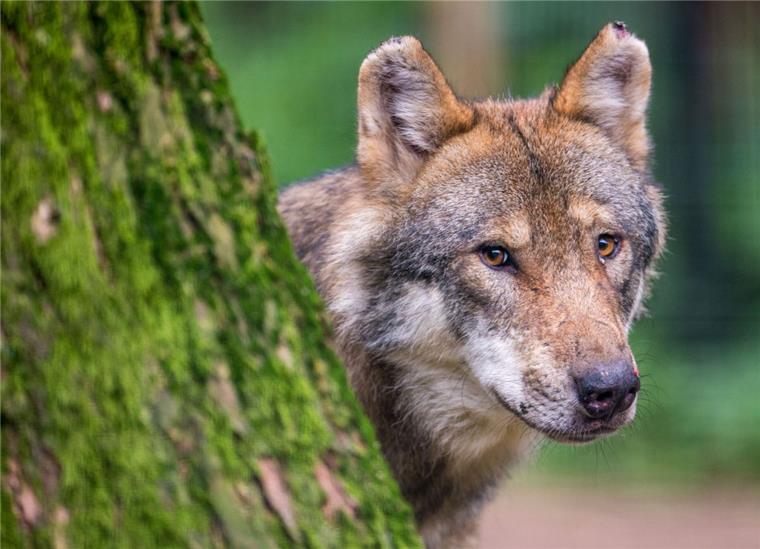 Schäfer und Weidetierhalter wollen gegen die Ausbreitung der Wölfe. Die Demonstration soll am Montag (16. Dezember) von 11 bis 13 Uhr vor dem Niedersächsischen Landtag stattfinden. 