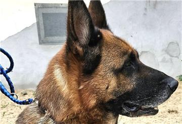 Schäferhündin Laika weiß, was sie will.