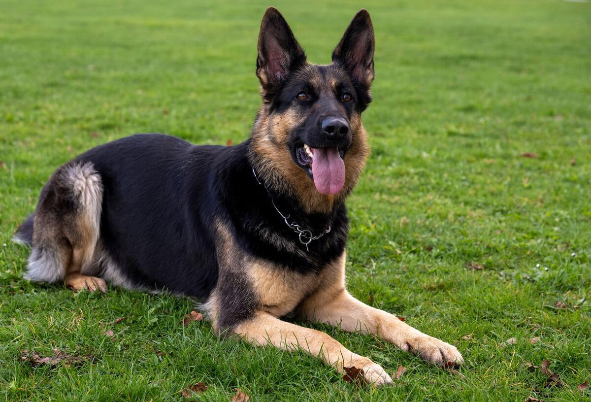 Bremerhaven: Treuer Schäferhund Rex sucht Menschen mit Herz Ein Deutscher Schäferhund liegt auf dem Übungsplatz des Schäferhundvereins.