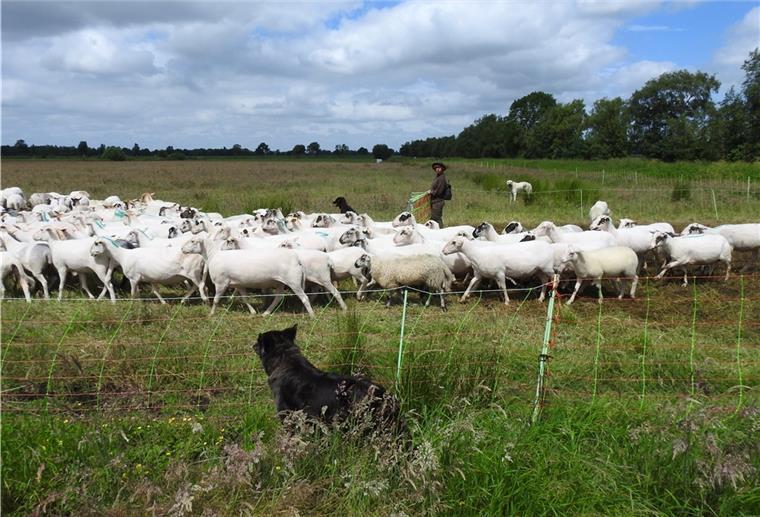 Schäferin Lisann Wenz mit ihren Hunden und der gemischten Herde mit Bentheimer Landschafen, Graugehörnten Heidschnucken und Landschafkreuzungen. Neumann