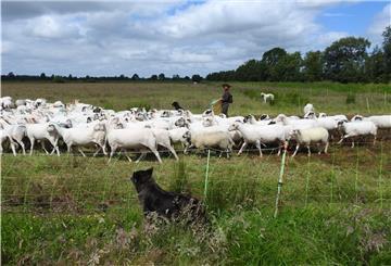 Schäferin Lisann Wenz mit ihren Hunden und der gemischten Herde mit Bentheimer Landschafen, Graugehörnten Heidschnucken und Landschafkreuzungen. Neumann