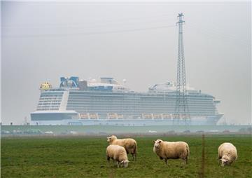 Schafe stehen auf einer Weide, während das Kreuzfahrtschiff "Spectrum of the Seas" der Meyer Werft über die Ems in die Nordsee überführt wird. 