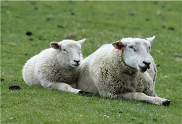 Schafe und andere Nutztiere fallen in der Region immer häufiger Raubtieren zum Opfer. Symbolfoto: Rehder/dpa