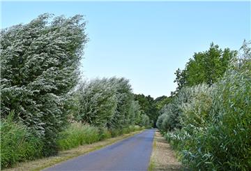 Schatz am Milmer Bosenbüttel: Eine alte Silberweiden-Allee wurde jetzt zur Allee des Monats Juli in Niedersachsen gekürt.
