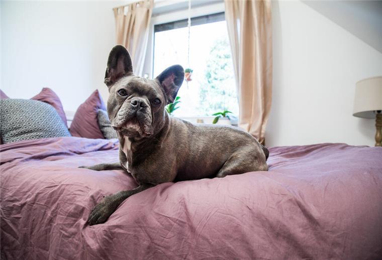 Mieterbund: Höhere Mietkaution bei Tierhaltung unzulässig Ein Hund liegt auf einem Bett
