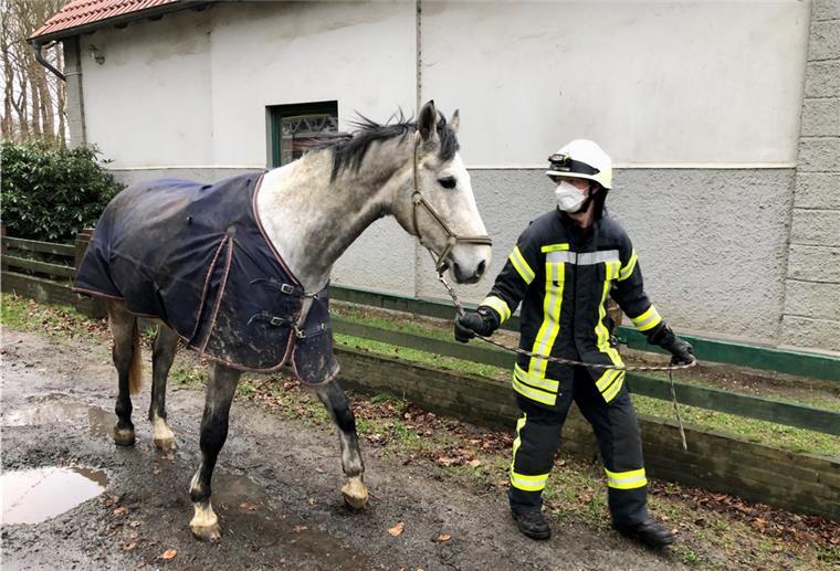 Schimmel Uno-Bube konnte von einem Feuerwehrmann an einen sicheren Ort gebracht werden.