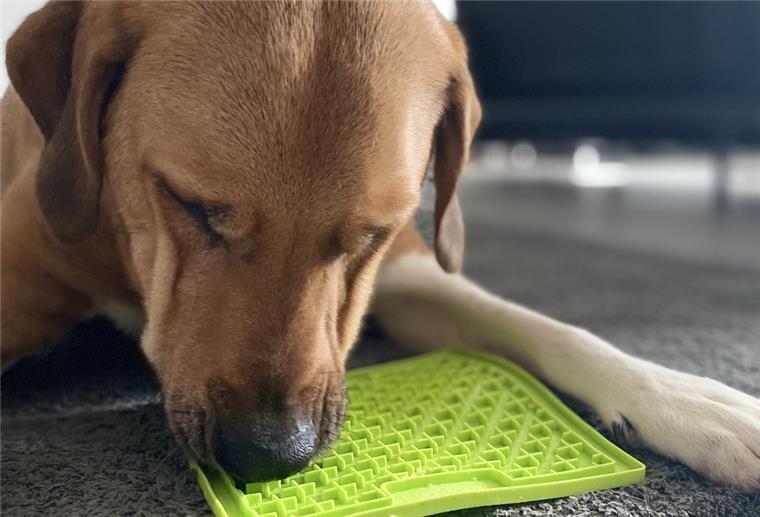 Hund Malcom schleckt von einer sogenannten Schleckmatte.