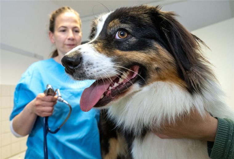 Vorsicht: Medikamente für Menschen sind gefährlich für Haustiere Dr. Susan Mouchantat, Tierärztin untersucht einen Hund.