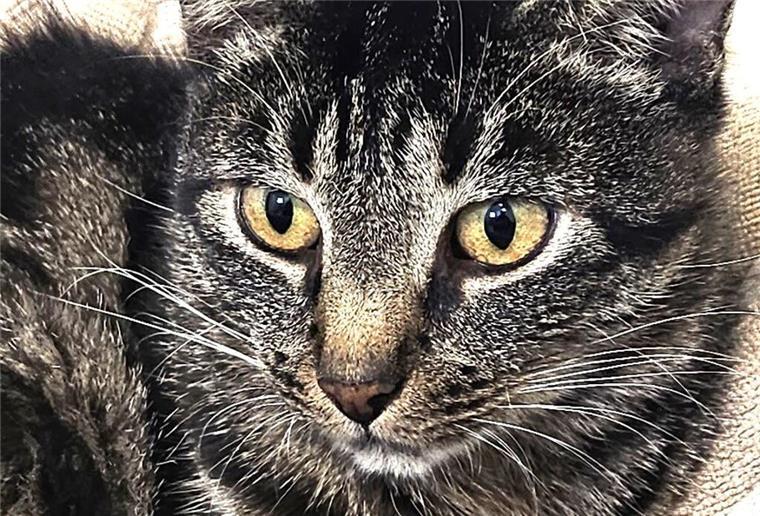 Katze Olga