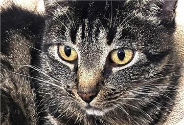 Katze Olga