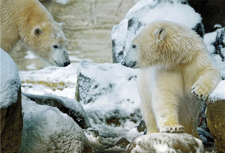 Eisbären im Zoo am Meer in Bremerhaven.