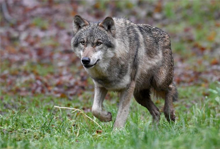 Schnell unterwegs: der Wolf. Aber bald soll das Raubtier nach Attacken auf Weidetiere auch schneller gejagt werden können.