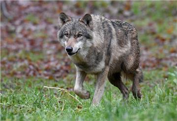 Schnell unterwegs: der Wolf. Aber bald soll das Raubtier nach Attacken auf Weidetiere auch schneller gejagt werden können.