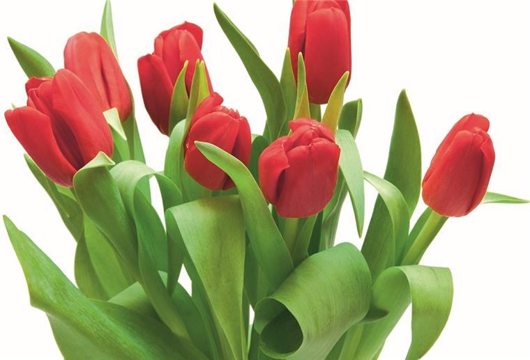Rote Tulpen