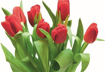 Rote Tulpen