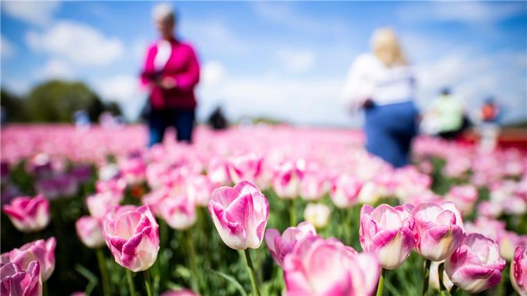Farbenmeer im Norden: Millionen Tulpen locken Tausende Gäste Schon einen Tag nach Ostermontag sollen die Tulpenköpfe abgemäht werden.