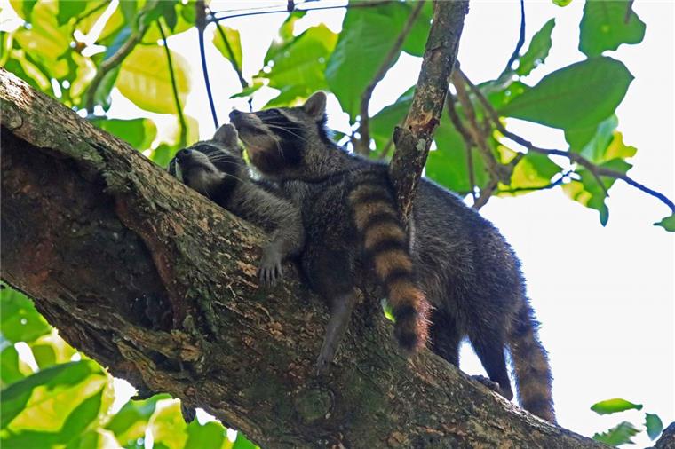 Zeven: Geht es dem Waschbär an den Kragen? Schon lange leben Waschbären, die eigentlich aus Amerika stammen, in Deutschland. Die Tiere breiten sich rasant aus und gefährden immer mehr seltene Vögel, weswegen die Jäger sie hierzulande stärker bejagen wollen.