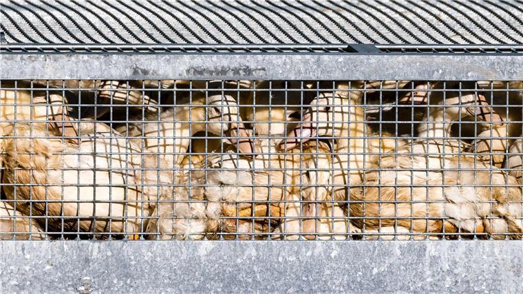 Schon mehr als eine halbe Million Enten, Gänse, Puten und Hühner wurden getötet, nachdem in den jeweiligen Beständen die Geflügelpest festgestellt worden war. (Symbolbild)