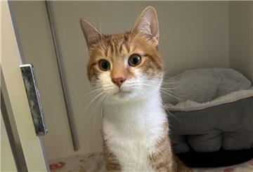 Jacky ist ein sensibler Schmuser mit großem Herz – er sucht ein Zuhause ohne andere Tiere, aber mit viel Geduld und Liebe.
