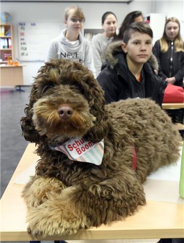 Schulhund "Boomer" fühlt sich in der Heinrich-Heine-Schule wohl.