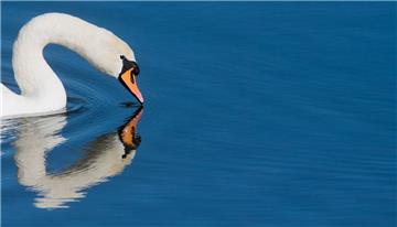 Schwäne (Symbolfoto) legen durchaus fünf Eier und mehr. Auf dem Weserportsee soll eine Familie sein, die einige Küken verloren hat.