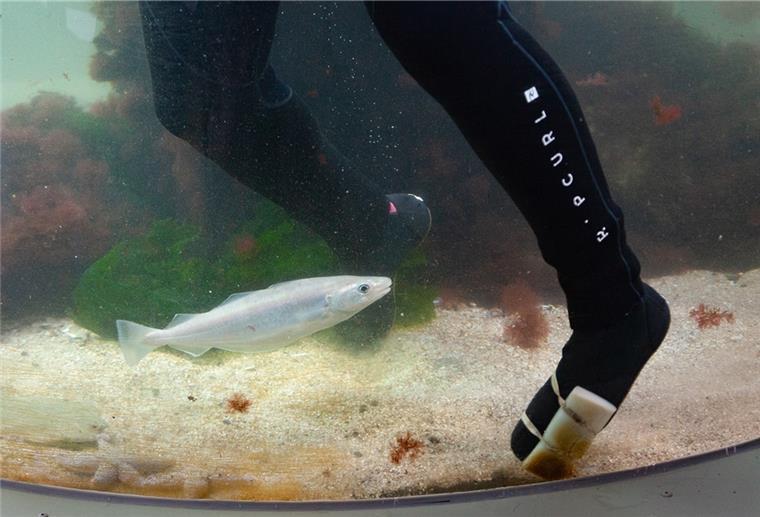 Schwamm an der Tauchersocke: Beim Reinigen des Säulenaquariums im Nationalpark-Haus Wurster Nordseeküste in Dorum-Neufeld ist Improvisationstalent gefragt.