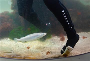 Schwamm an der Tauchersocke: Beim Reinigen des Säulenaquariums im Nationalpark-Haus Wurster Nordseeküste in Dorum-Neufeld ist Improvisationstalent gefragt.