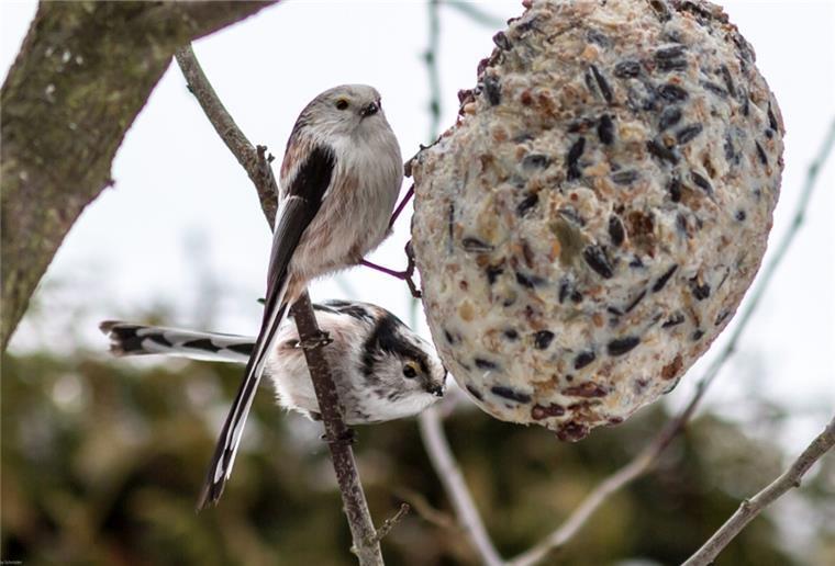 Schwanzmeisen sind sehr sozial und leben außerhalb der Brutzeit in kleinen Schwärmen.