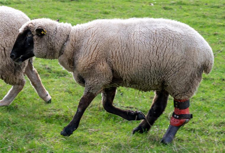 Schwarzkopfbock Berthold (rechts) benötigt bald eine neue Hinterbeinprothese. Die alte löst sich langsam ab und erschwert die Fortbewegung des wolligen Kameraden. Gnadenhof-Betreiberin Birgitt Schneider ist besorgt.