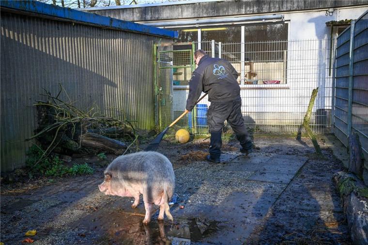 Schwein Borsti kam verwahrlost und übergewichtig ins Tierheim. Tierpfleger Philipp Schöller kümmert sich um seinen Stall.