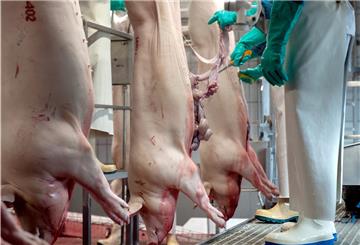 Schweine laufen nach der Tötung durch die Stationen im Zerlegebereich eines Schlachthofes. Im Sommer gerieten derartige Betriebe aufgrund der Arbeitsbedingungen und hoher Ansteckungsgefahr in die Kritik.