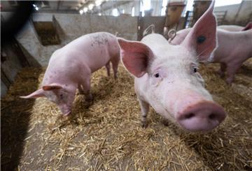 Schweine stehen in der Bucht eines Stalls. 