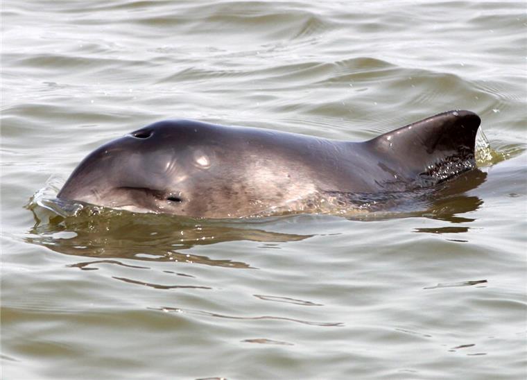 Schweinswale ziehen jedes Frühjahr in die Weser.