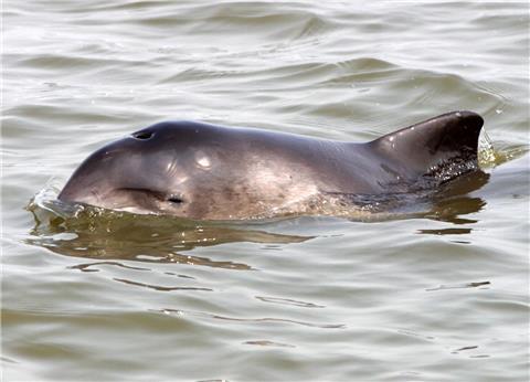Schweinswale ziehen jedes Frühjahr in die Weser.