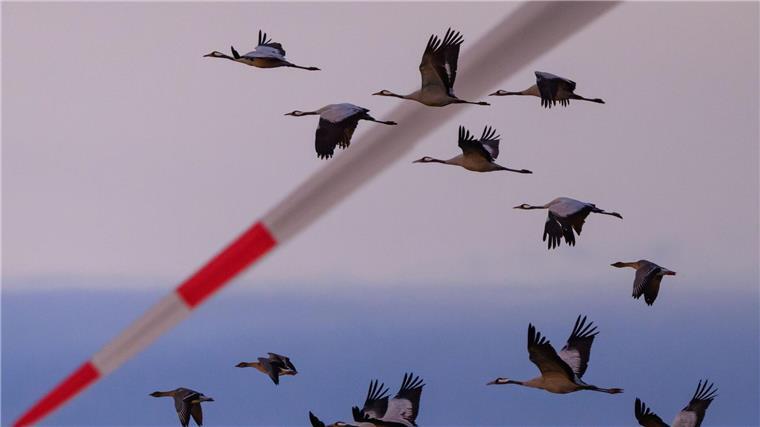 Schwer kranke Kraniche dürfen in einigen Regionen in Niedersachsen jetzt von Jägern erschossen werden. (Archivbild)