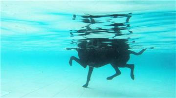 Schwimmen oder laufen? Dieser „Seehund“ hat festen Fließenboden unter den Füßen.