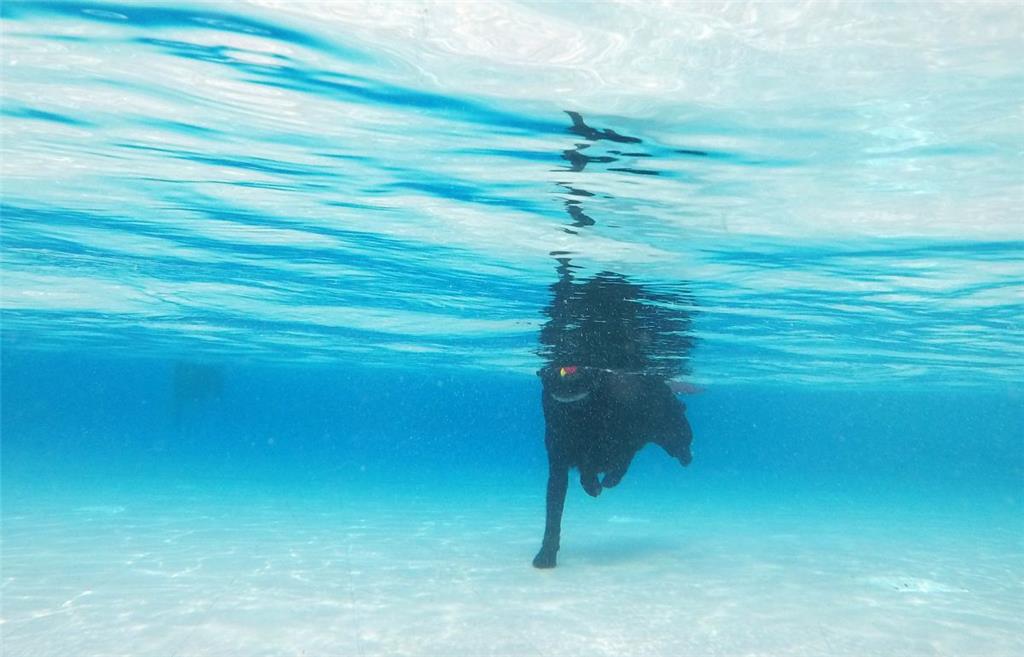 Schwimmen oder laufen? Dieser „Seehund“ hat festen Fließenboden unter den Füßen.
