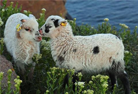 Zwei Heidschnucken-Lämmer auf Helgoland