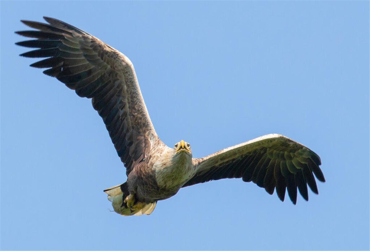 Die Wesermarsch wird zum Seeadler-Land: Hier haben sich die Tiere niedergelassen Seeadler leben inzwischen auch in Butjadingen. Ein Paar brütet dort. Mit einer Flügelspannweite von bis zu 2,50 Metern sind Seeadler die größten Greifvögel Europas.