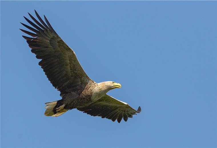 Seeadler sind die größten Greifvögel Europas. Weibchen haben eine Flügelspannweite von bis zu 2,50 Metern.