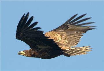 Seeadler sind in den vergangenen Jahren in der Wesermarsch heimisch geworden.
