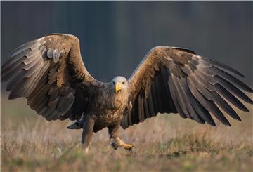 Seeadler sind in der Wesermarsch heimisch geworden. Drei Paare haben in diesem Jahr sieben Jungadler großgezogen. Die sind alle flügge geworden.