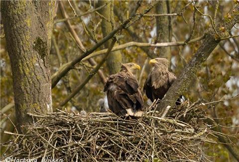 Zwei Seeadler sitzen in einem Nest.