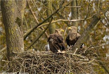 Zwei Seeadler sitzen in einem Nest.