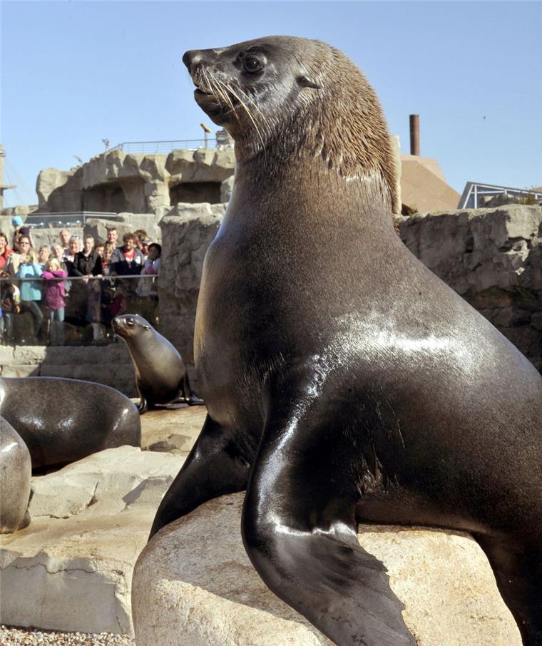 Seebär Becks starb in der vergangenen Woche im Zoo im Meer. 