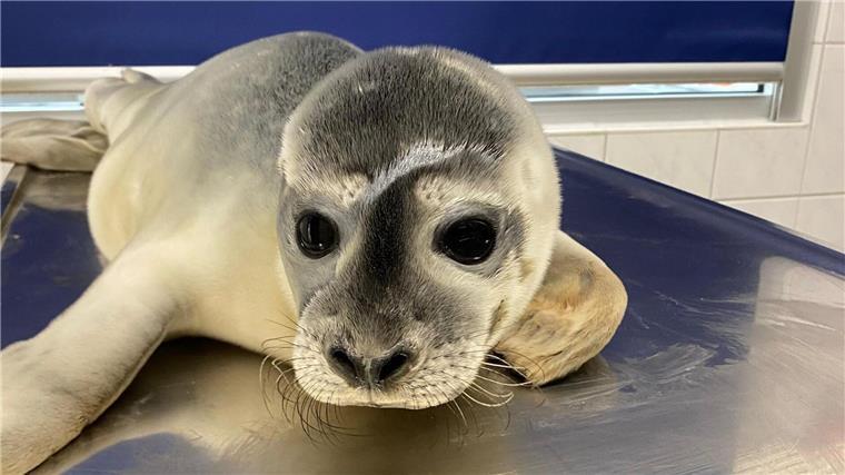 Seehundstation hat erste Heuler des Jahres aufgenommen Seehündin Maca wurde auf Norderney gefunden.