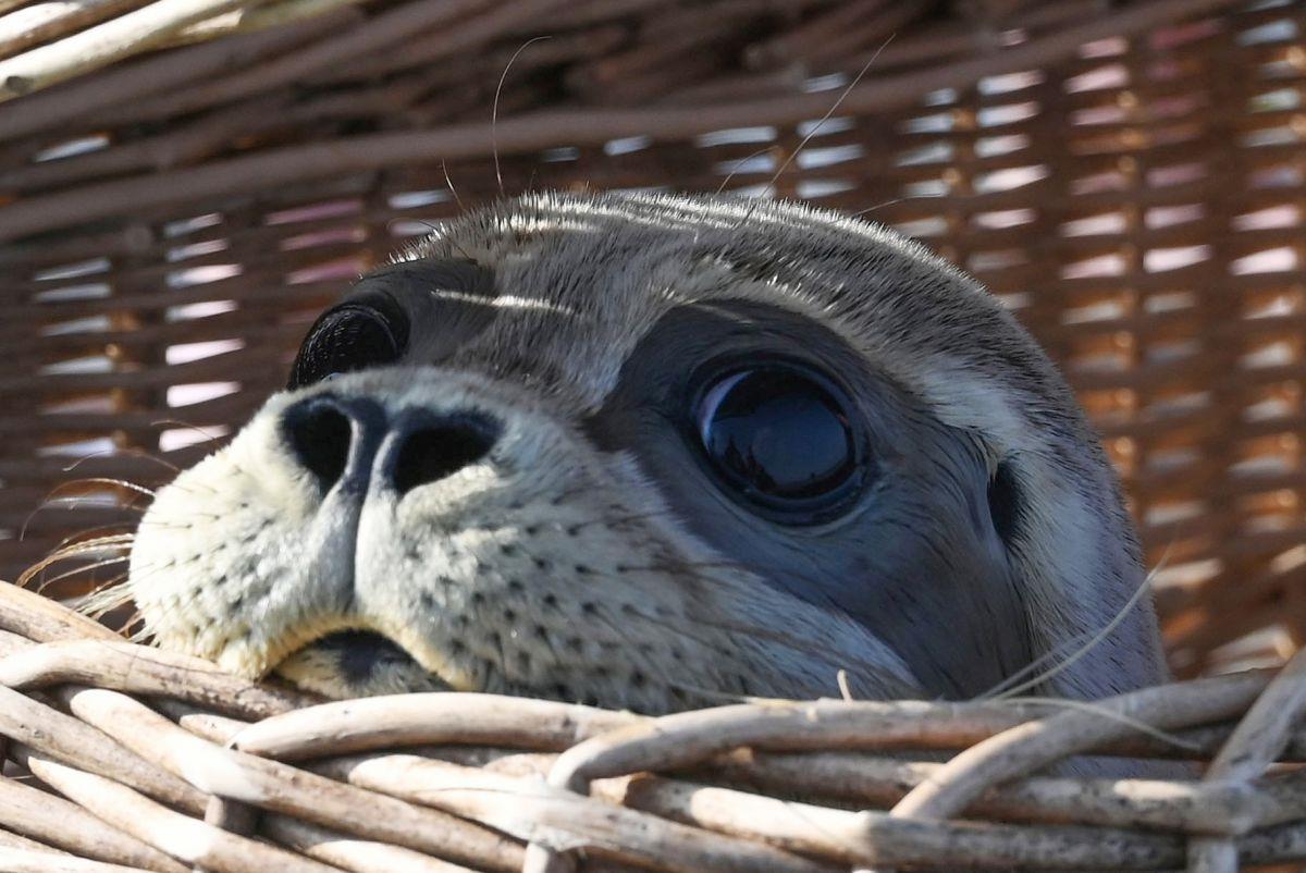 Junge Seehunde werden in der Nordsee ausgewildert Seehund Freya schaut an einem Strand der ostfriesischen Insel Juist kurz vor seiner Auswilderung aus seinem Korb. Es handelte sich um die erste Auswilderungsfahrt der Seehundaufzuchtstation Norddeich in diesem Jahr.